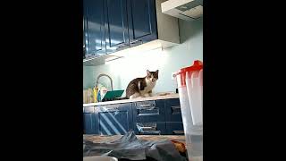 Аномалия Хозяйничает #Shorts#Кот#Кошка#Аномалии#Ikeakitchen#Funnycats#Hungrycats