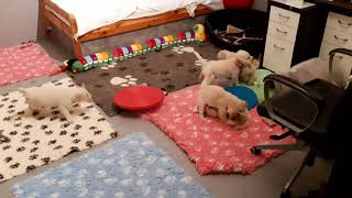 6 weeks old Golden Retriever puppies having fun :) by Sent from Heaven 8,538 views 2 years ago 4 minutes, 25 seconds