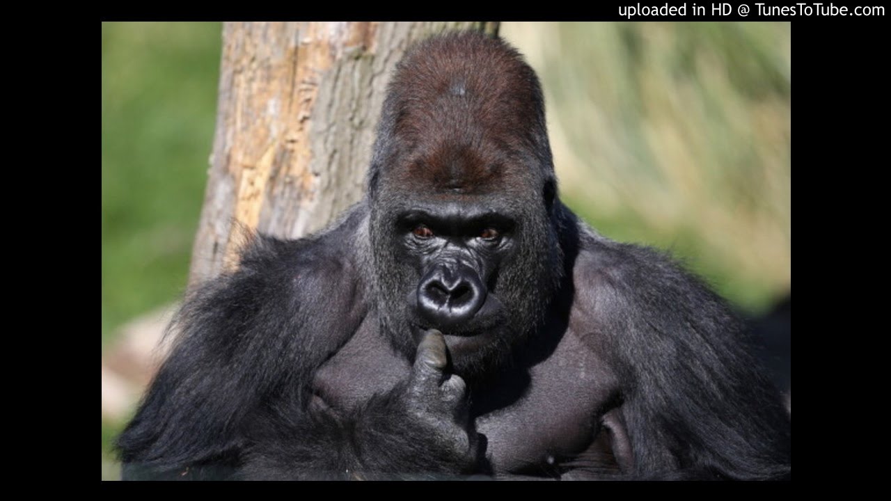 Las Vegas Psychic, Jilly, says Harambe is happy in gorilla heaven YouTube