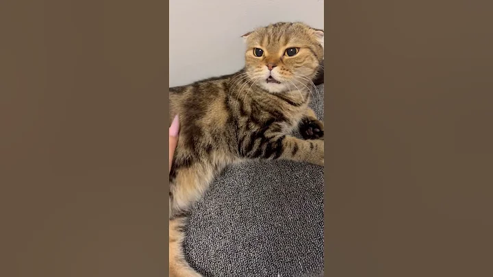 Watch the video about Angry Scottish fold cat 🐱 #pet #scottishfold