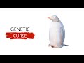Why The Albinism Is One Genetic Curse Explained In 2min | Animal Albinism | Biology About Albinism
