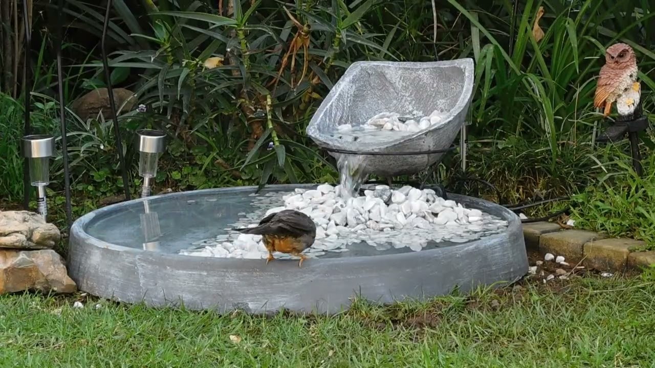 Bird Bath Frenzy 💦🐦 Garden Birds Splashing, Jumping & Playing