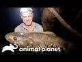 🔴 WATCH NOW: Fishing in South America | River Monsters | Animal Planet