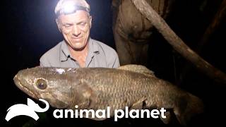 🔴 WATCH NOW: Fishing in South America | River Monsters | Animal Planet