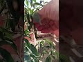 #gardening #jaivikkhad #lifeisbutadream #garden #indoorgarden