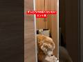 ずっとパパと居たい🥲#shorts #ゴールデンレトリバー #puppy #goldenretriever #癒し #愛犬 #ミント君