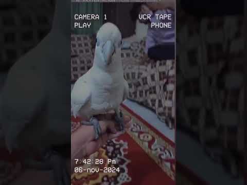 Ducrops cacatua