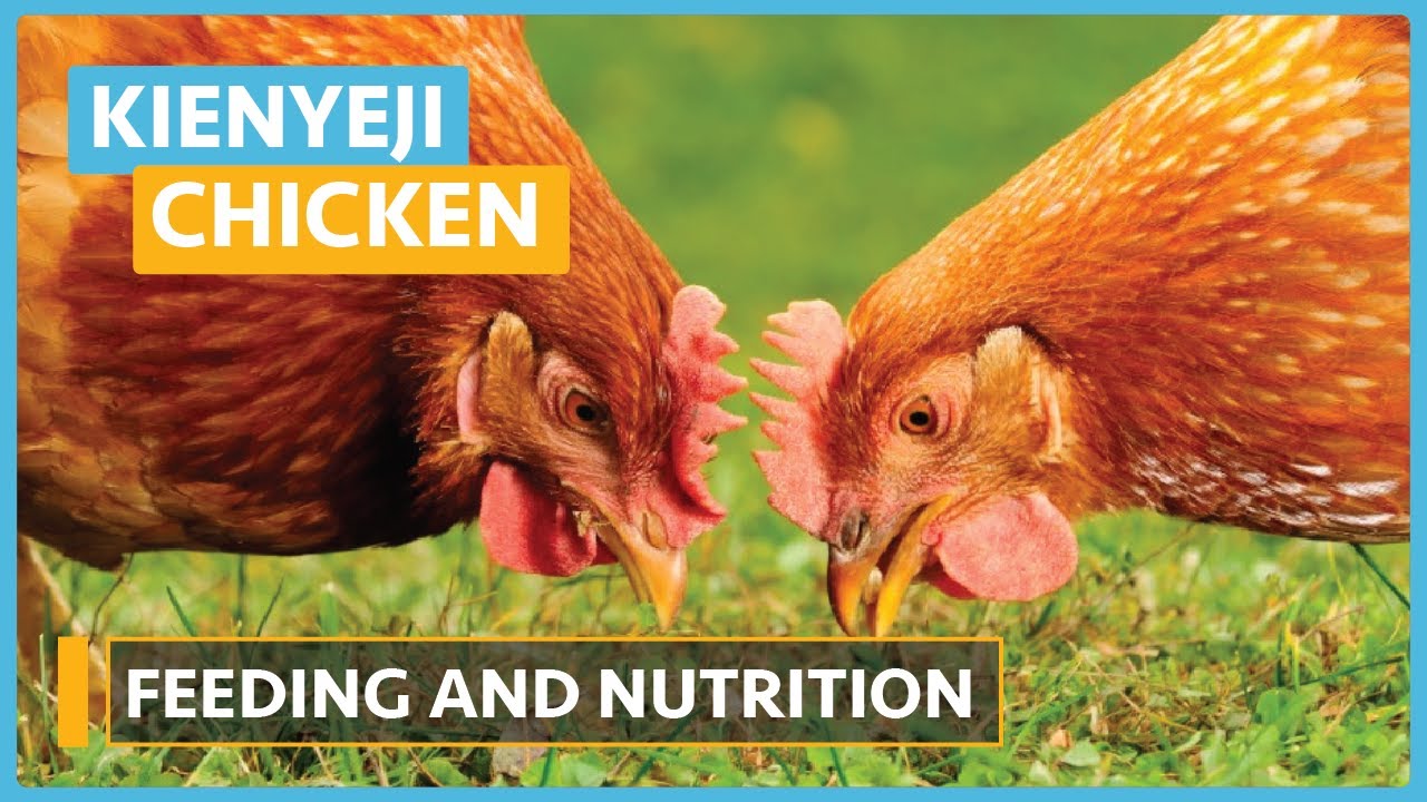 improved-kienyeji-poultry-farming-lesson-7-feed-nutrition-youtube