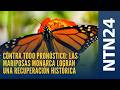 Contra todo pronóstico: las mariposas monarca logran una recuperación histórica