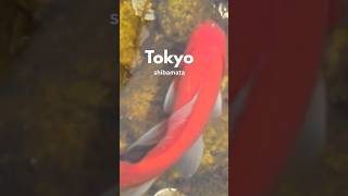Shibamata vlog #japanvlog #travel #japan #tokyo