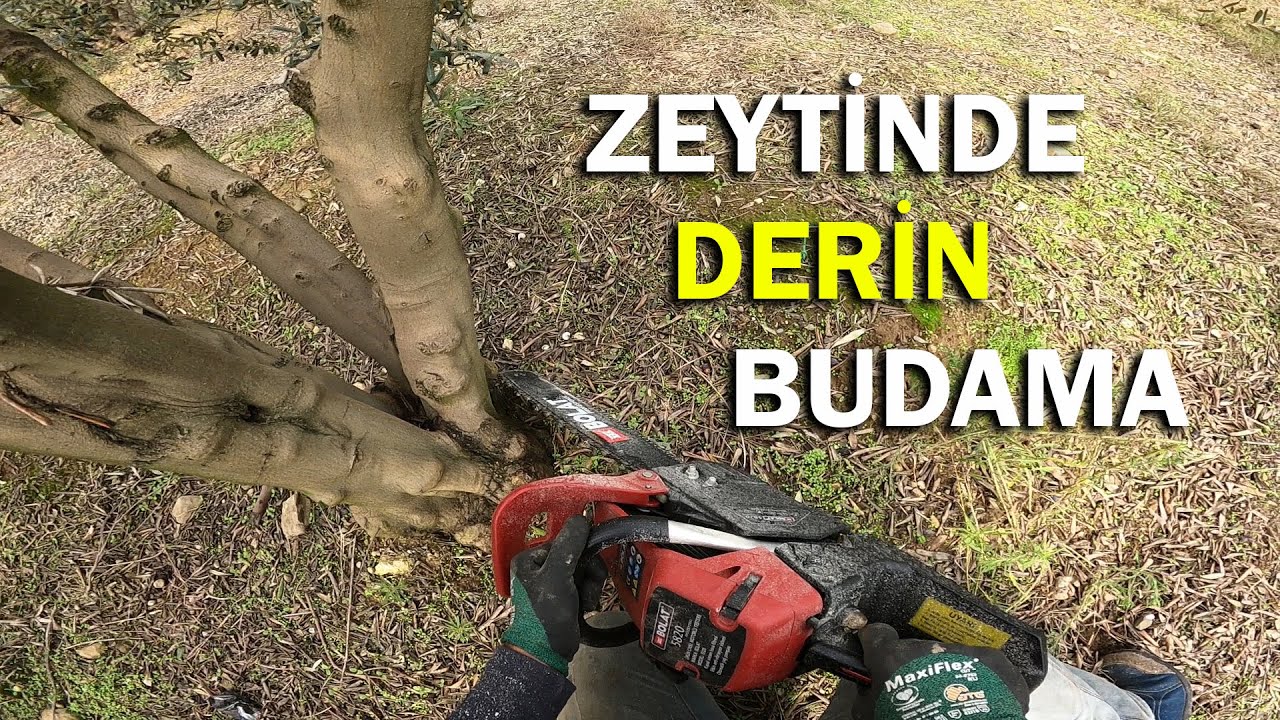 Kontrolsüz Büyüyen Zeytinleri Buduyoruz || Bahçe İhyası || Derin Budama