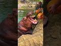 Is the Hippo a PSYCHO? The Terrifying Truth#facts #didyouknow  #mindblowingfacts