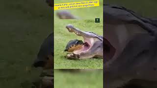 Crocodile vs Turtle #shorts #animals #trending #crocodile #turtle #facts #trending #wildlife