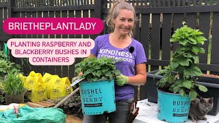 How to plant raspberry and blackberry bushes from Bushel & Berry