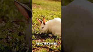 Интересные факты о кроликах #animal #beatiful #interestingvideos