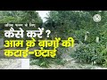 अधिक फलन के लिए आम के बागों की कटाई-छटाई ||Cutting-Purning of Mango Plant ||Mango Orchard Management