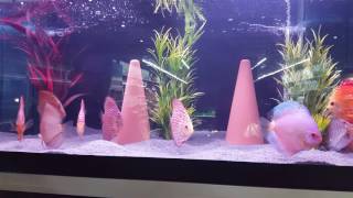 Empfehlung Mehrere Futterstellen Mit Unserem Good Heart Profi-Diksufutter