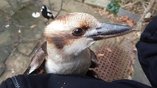 Casual Chaos and Cuteness #8  - Wild kookaburra jumps straight onto my stomach