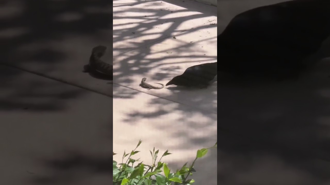 कौवे ने क्या किया लास्ट में 