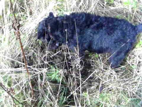 terrier patterdale hunting rabbiting 2