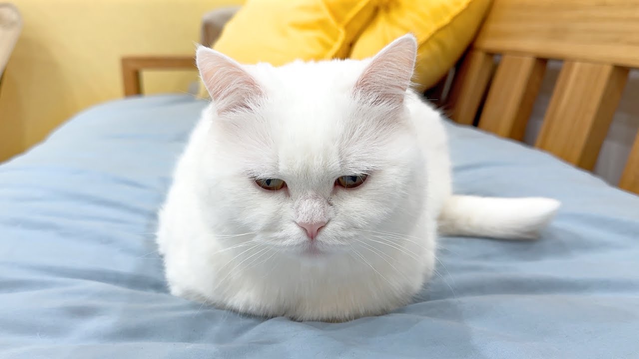 I Tried to Take a Nap, but the Bed Was Completely Taken Over by