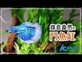 設置你的第一個「鬥魚缸」設缸＆造景教學！｜AC草影水族