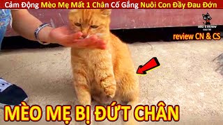 Cảm Động Mèo Mẹ Bị Đ.ỨT 1 CHÂN Vẫn Cố Gắng NUÔI CON ĐẦY ĐAU ĐỚN || Review Con Người Và Cuộc Sống