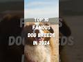 The REAL Top 10 Dog Breeds of 2024 You Need to Know! #shorts