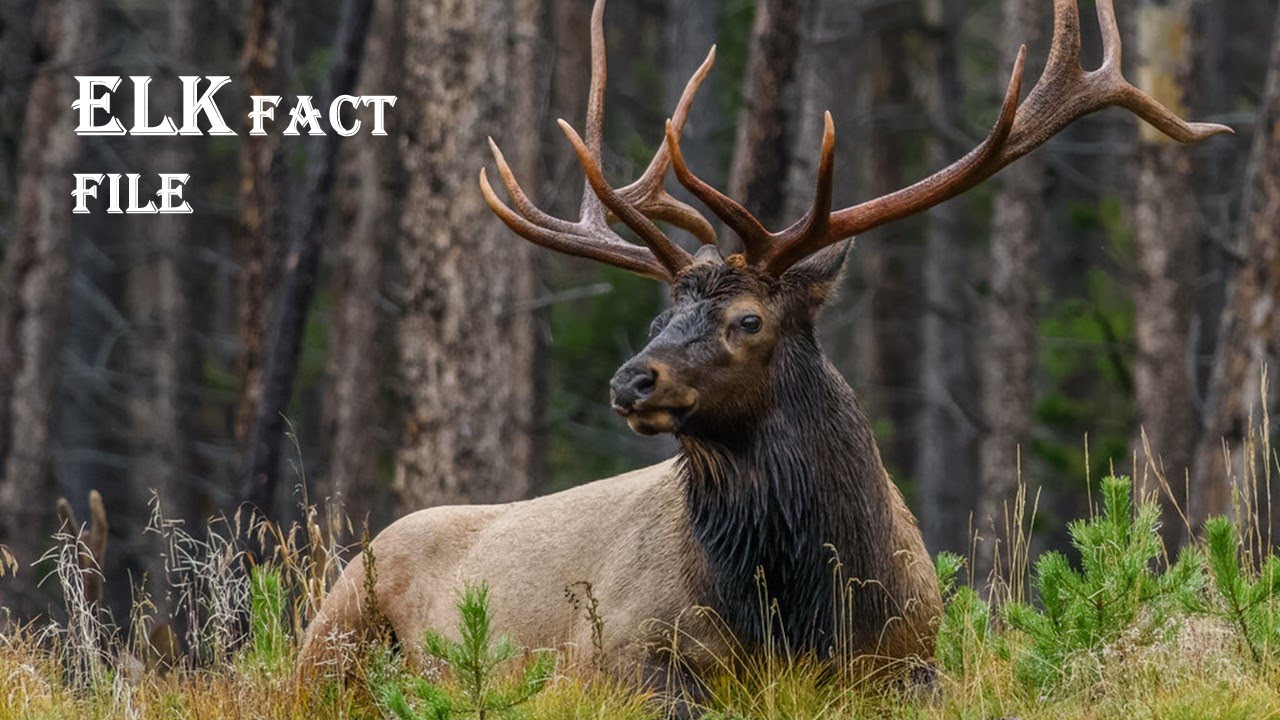 Elk Facts What is an ELK Animal Fact Files Full Documents YouTube