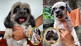 GROOMING SHIH TZU AT HOME(How to groom Shih Tzu?) by HERO MANALO 801 views 2 years ago 12 minutes, 13 seconds