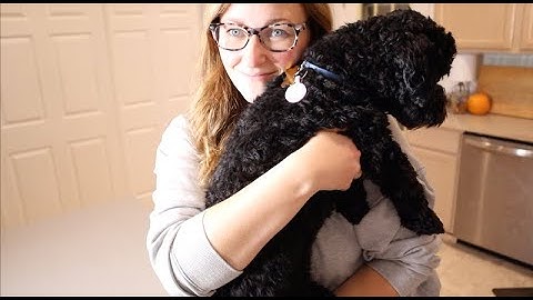 QR Code Dog Tag Review | Personalized Dog Tags with Free Editable Online Pet Profile