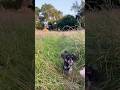 Raggy learning to come… #dogfunnyshorts #dogshorts #dogvideos  #doggielife