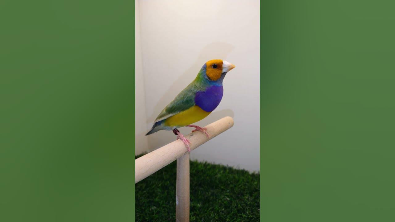 Beautiful Gouldian Finch Dilute Boy Orange Head Home Breed 2023