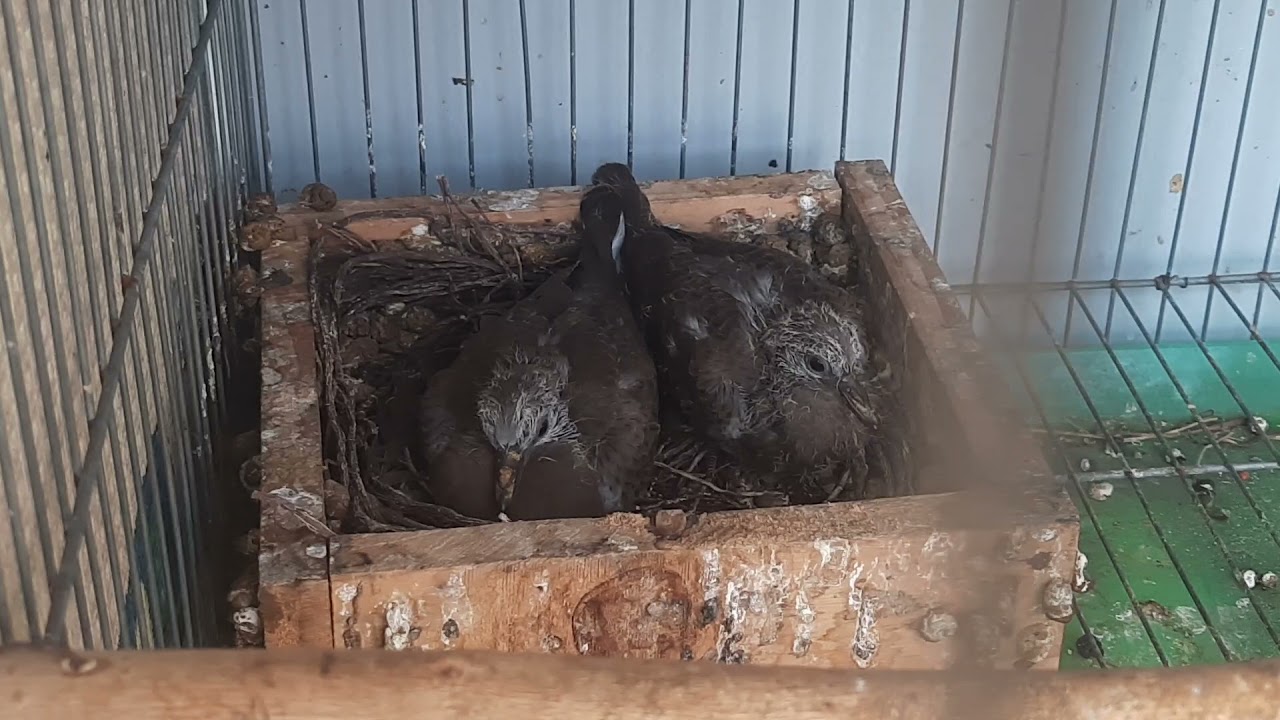 Cu gáy sinh sản/ kinh nghiệm ghép