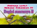 SUARA PIKAT PRENJAK LUMUT PALING AMPUH