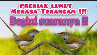 SUARA PIKAT PRENJAK LUMUT PALING AMPUH