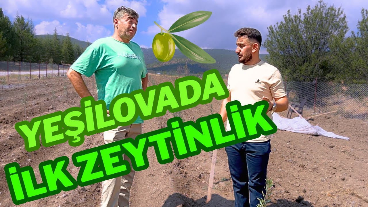 Yeşilova’da Zeytin Devrimi 🌿 İlk Zeytinlik Kuruldu PART 1