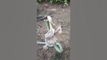 cuộc chiến giữa rắn và tắc kè không lối thoát😬