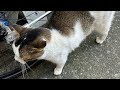 Chiba ASMR Ambience Sounds-HOMELESS CAT IN JAPAN