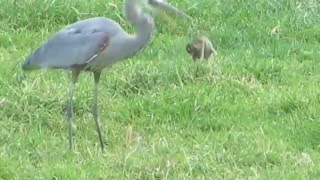 Great Blue Heron gets a gopher then loses it to a hawk.