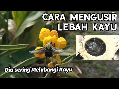 Video: Pengusir Lebah Tukang Kayu - Cara Menyingkirkan Lebah Tukang Kayu