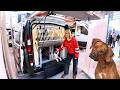 Jeanne mit Vanlife und Vierbeinern – So wird Flowcamper das Hundewohnmobil 2026 definieren