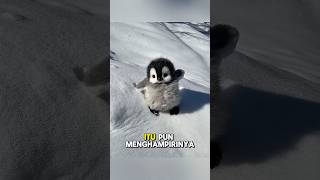 Penguin Dan Temanya Bermain Saljushorts hewan penguin