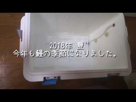 2018年 夏 うなぎの季節