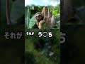ぴえん過ぎる生き物紹介　ナマケモノ　ショートver