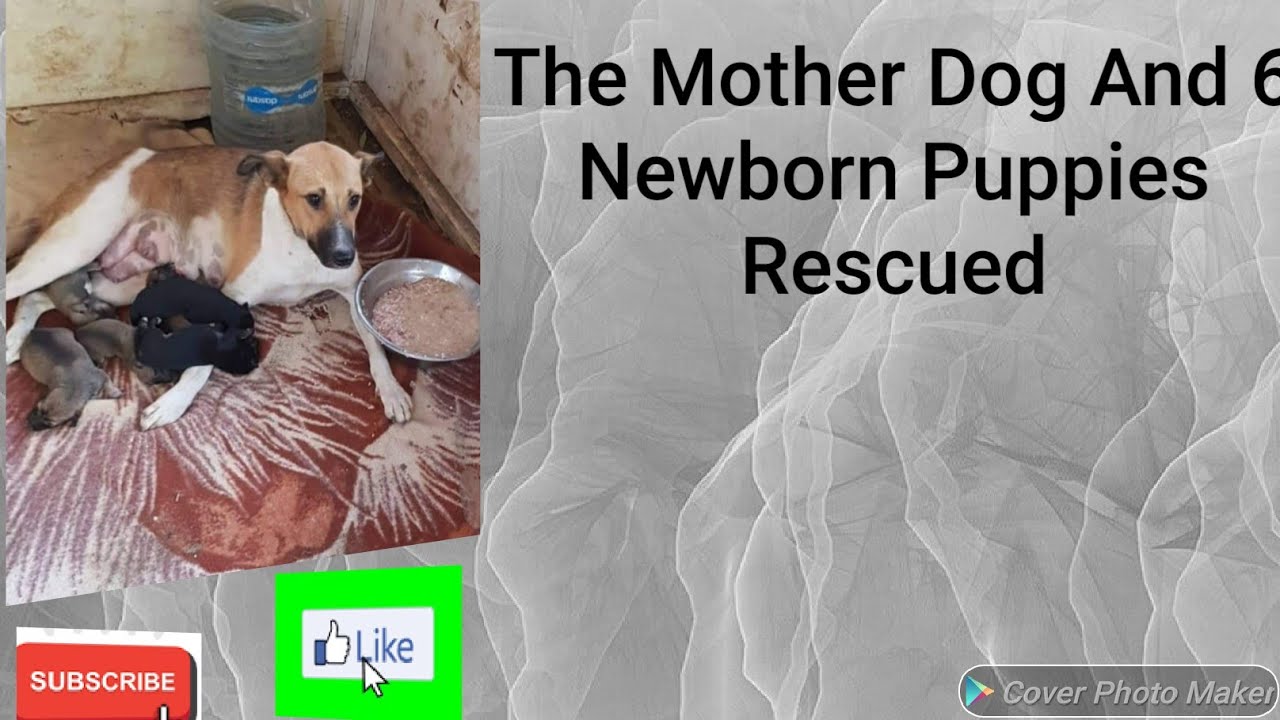 Rescue Poor Stray Mother Dog and Her Puppies - YouTube
