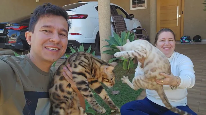 Video 9272221: snow lynx bengal, gato bengal, brown bengal