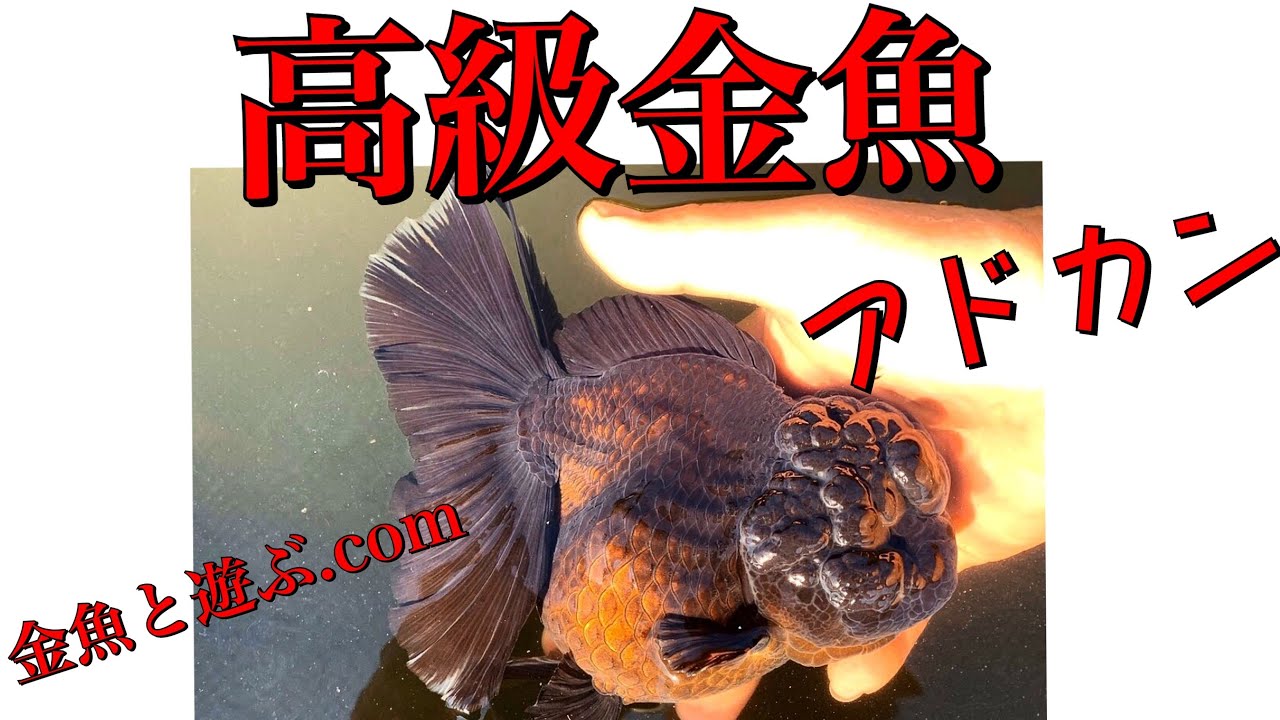 高級金魚を買うなら高評価で安心の土浦観賞魚アドカンがおすすめ