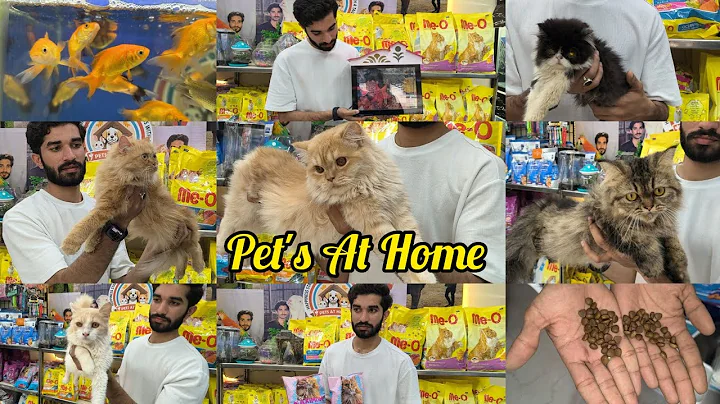 Watch the video about Pet's At Home || fish and Persian cat and all accessories available in Hyderabad