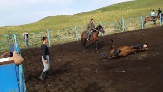 Асау үйрету Қазақтың азаматы/ Kazak single-handedly tamed a wild horse